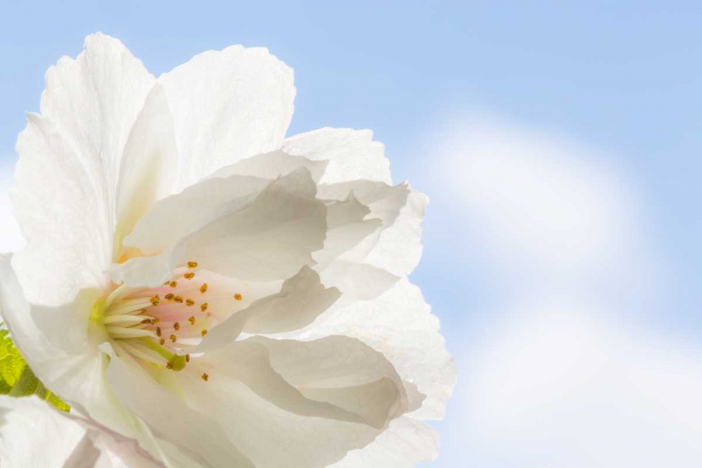 Wall Art Painting id:20189, Name: Cherry Blossoms I, Artist: Mahan, Kathy