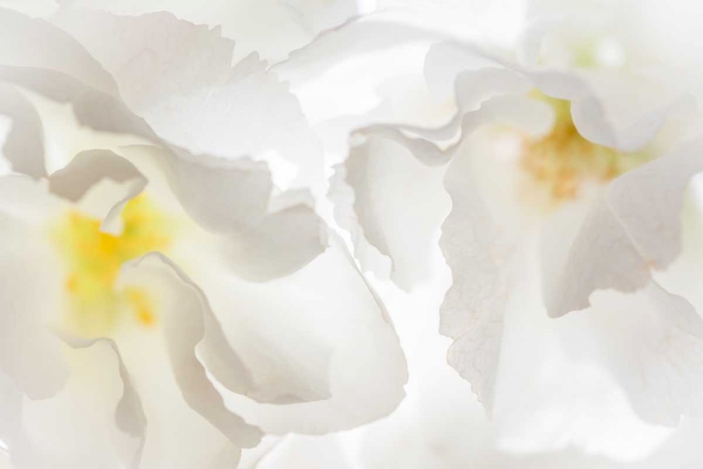 Wall Art Painting id:20190, Name: Cherry Blossoms II, Artist: Mahan, Kathy