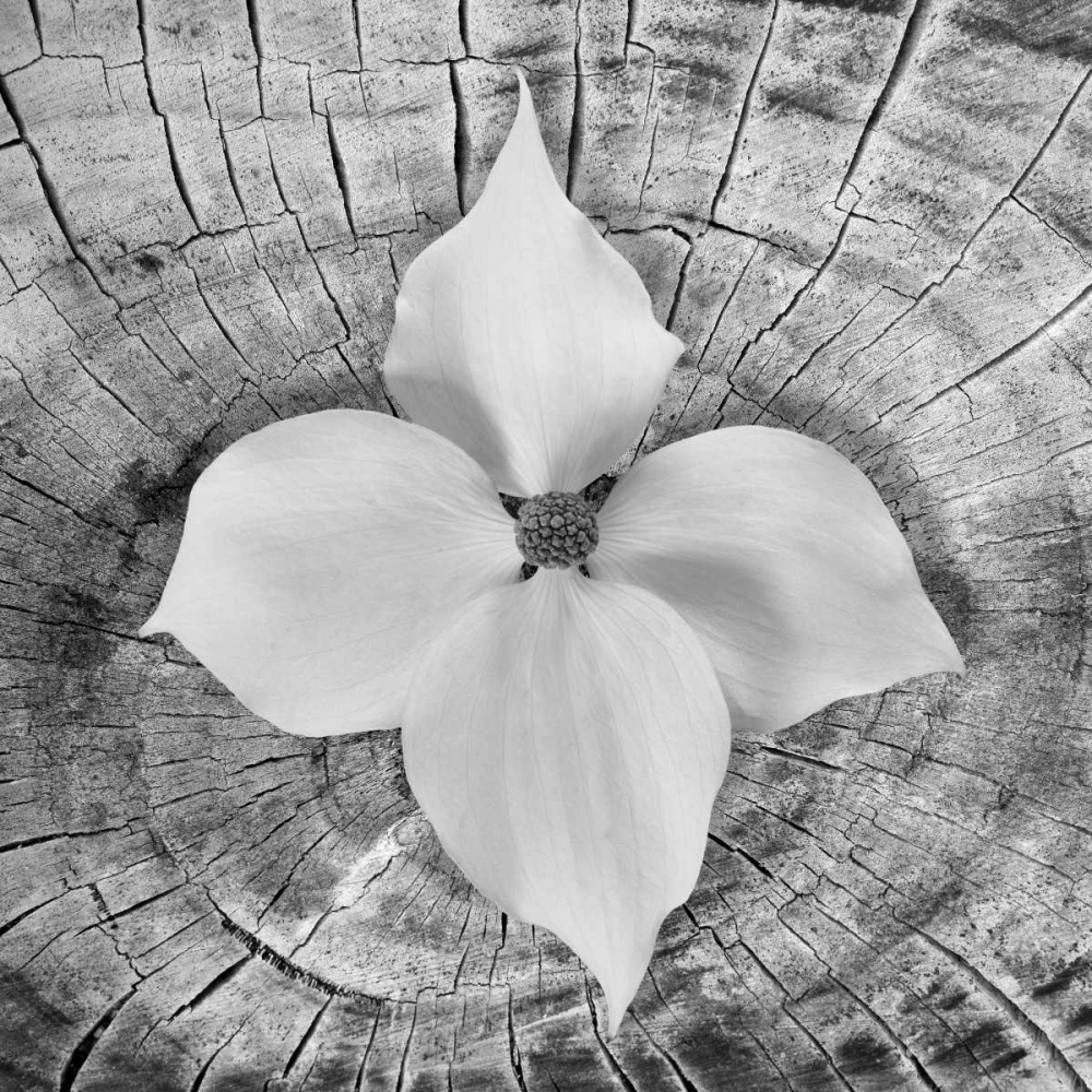 Wall Art Painting id:24881, Name: Bloom I, Artist: Mahan, Kathy