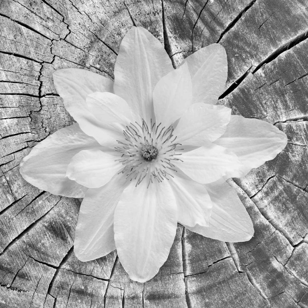 Wall Art Painting id:24882, Name: Bloom II, Artist: Mahan, Kathy