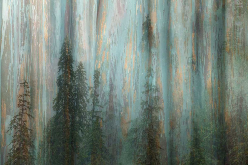 Art Print: Forest II