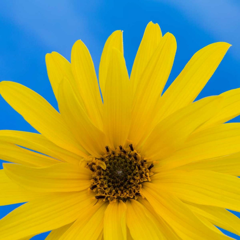 Wall art: Sunflower on Blue I, by Mahan, Kathy