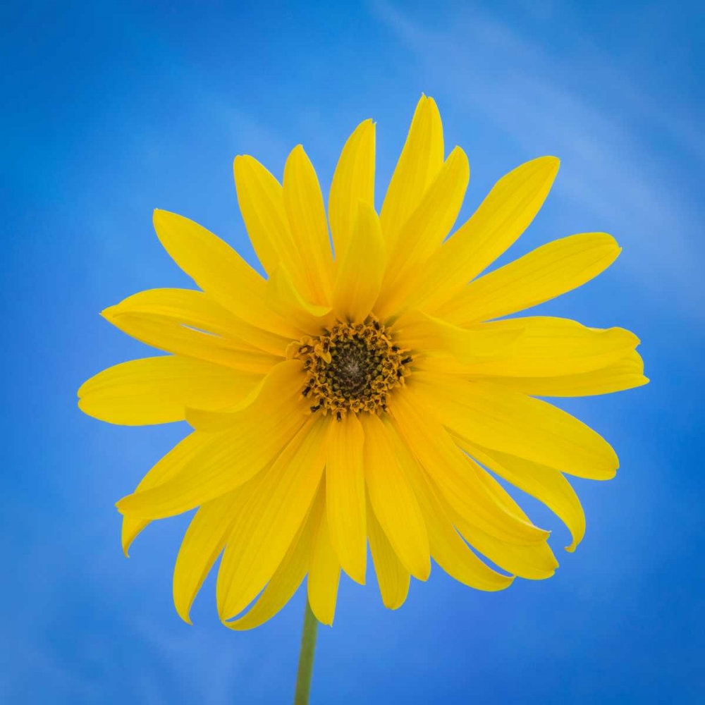 Wall art: Sunflower on Blue II, by Mahan, Kathy