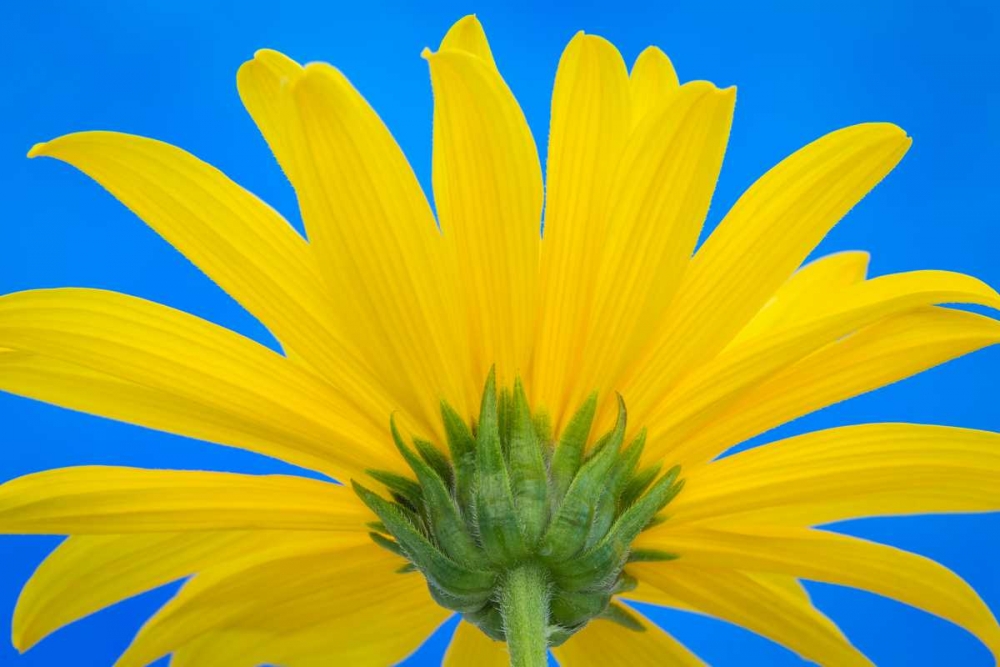 Wall Art Painting id:29606, Name: Sunflower on Blue IV, Artist: Mahan, Kathy