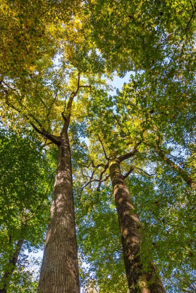 Art Print: Tulip-Poplar Tree II