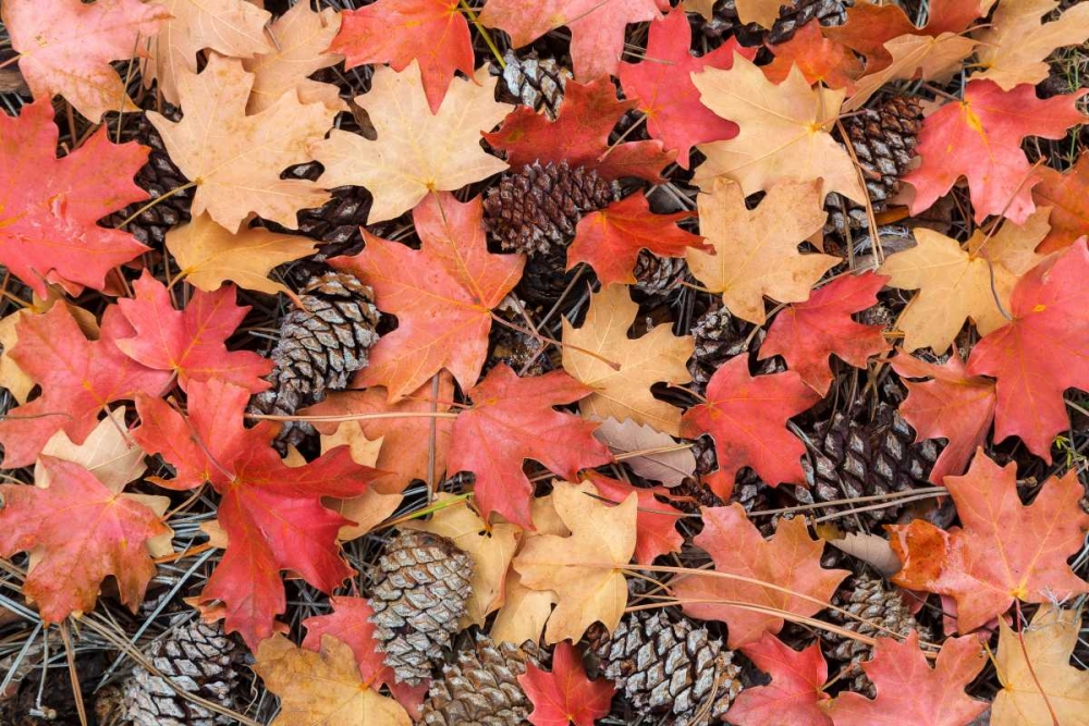 Wall art: Fallen Leaves II, by Mahan, Kathy