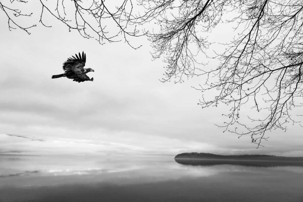 Wall art: Seabeck Winter I, by Mahan, Kathy