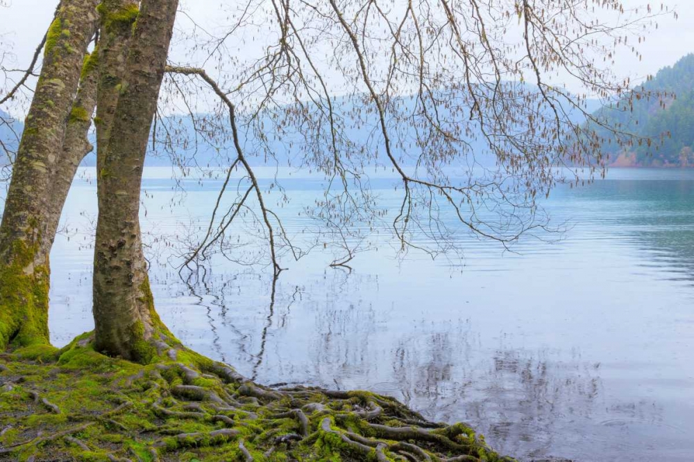 Art Print: Winter Alders I