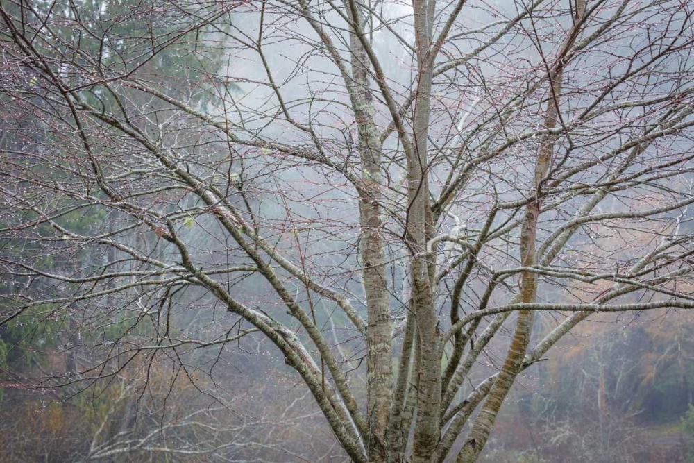 Art Print: Foggy Winter I