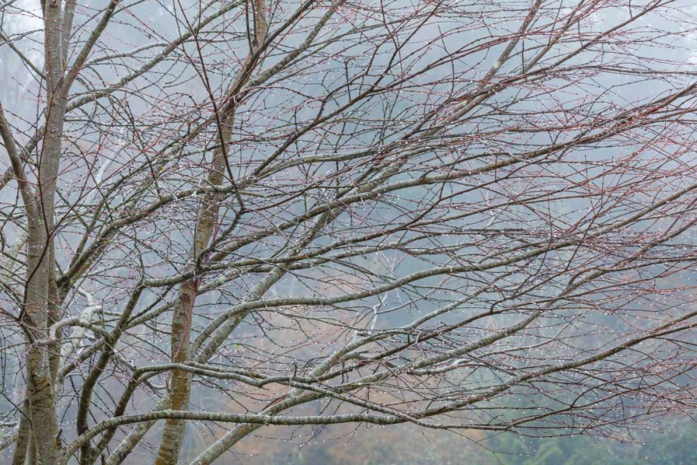 Art Print: Foggy Winter II