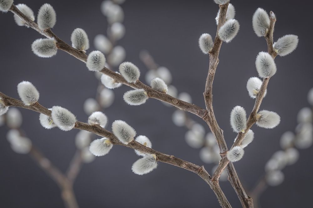 Wall Art Painting id:219526, Name: Pussy Willows I, Artist: Mahan, Kathy