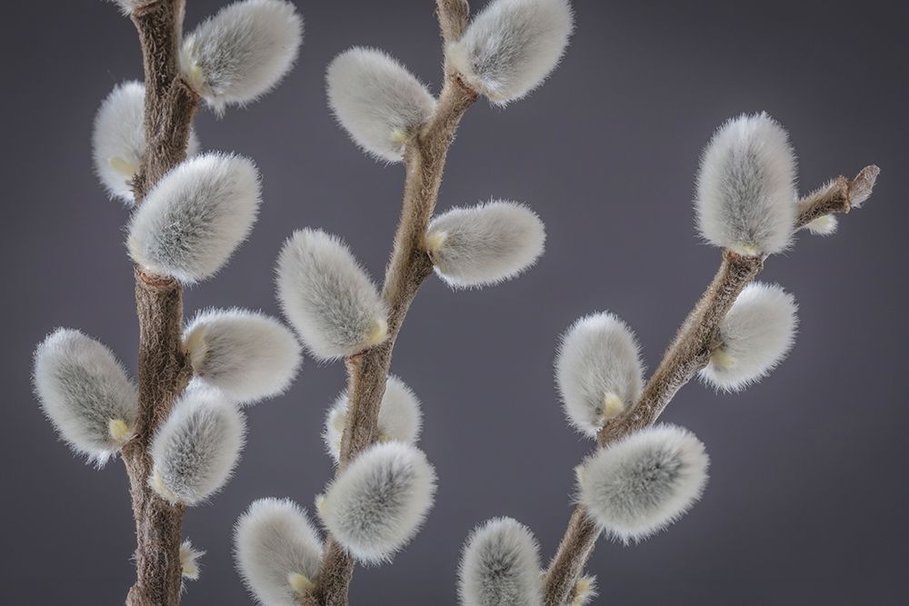 Wall Art Painting id:219527, Name: Pussy Willows II, Artist: Mahan, Kathy
