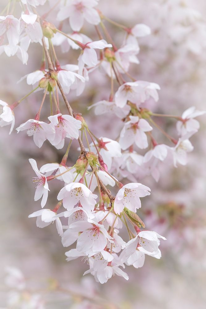 Wall art: Soft Cherry Blossoms II, by Mahan, Kathy