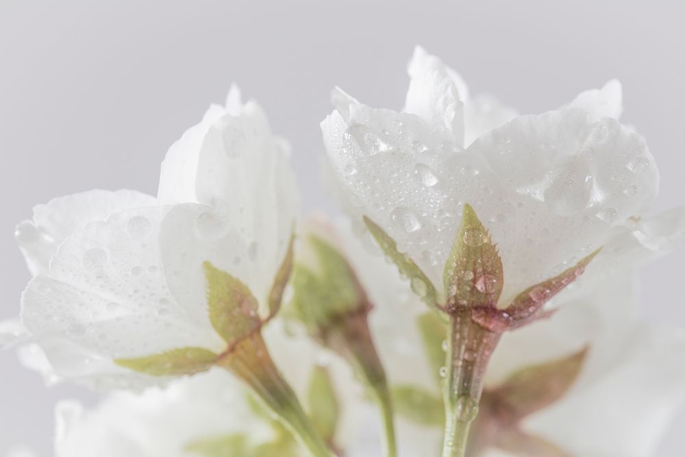 Wall Art Painting id:219541, Name: White Cherry Blossoms IV, Artist: Mahan, Kathy