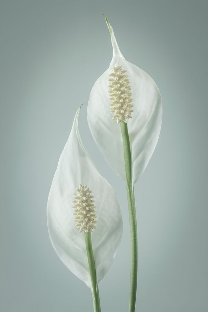 Wall Art Painting id:219542, Name: Peace Lily I, Artist: Mahan, Kathy