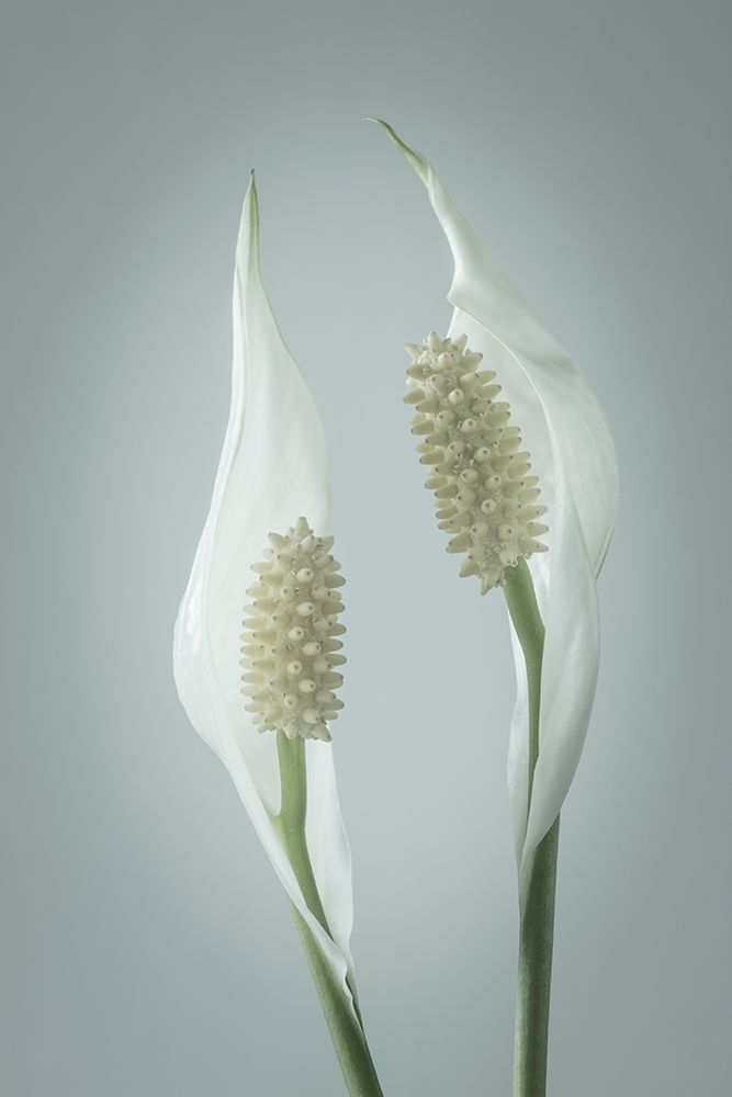 Wall Art Painting id:219543, Name: Peace Lily II, Artist: Mahan, Kathy