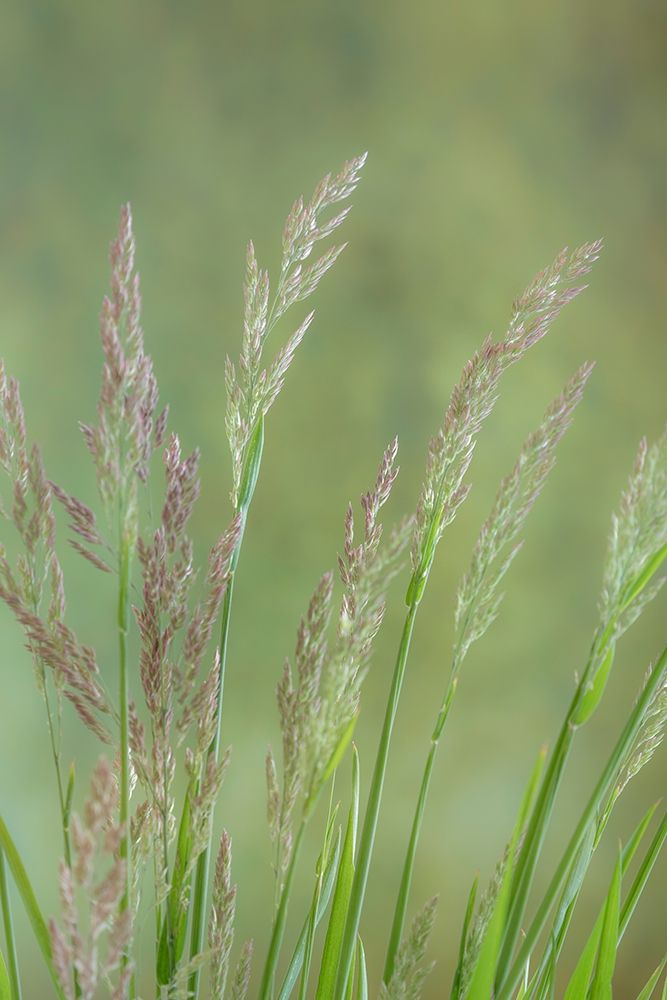 Wall Art Painting id:219554, Name: Velvet Grass III, Artist: Mahan, Kathy