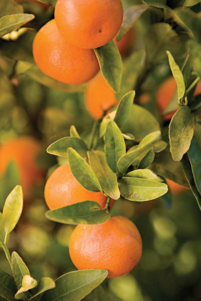 Wall art: OrangesII, by Millet, Karyn