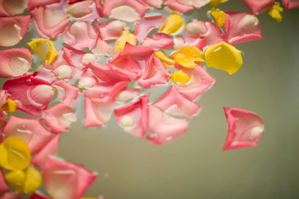 Wall Art Painting id:2431, Name: Rose Petals, Artist: Millet, Karyn
