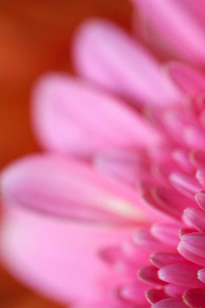 Wall Art Painting id:2433, Name: Pink Afternoon, Artist: Millet, Karyn