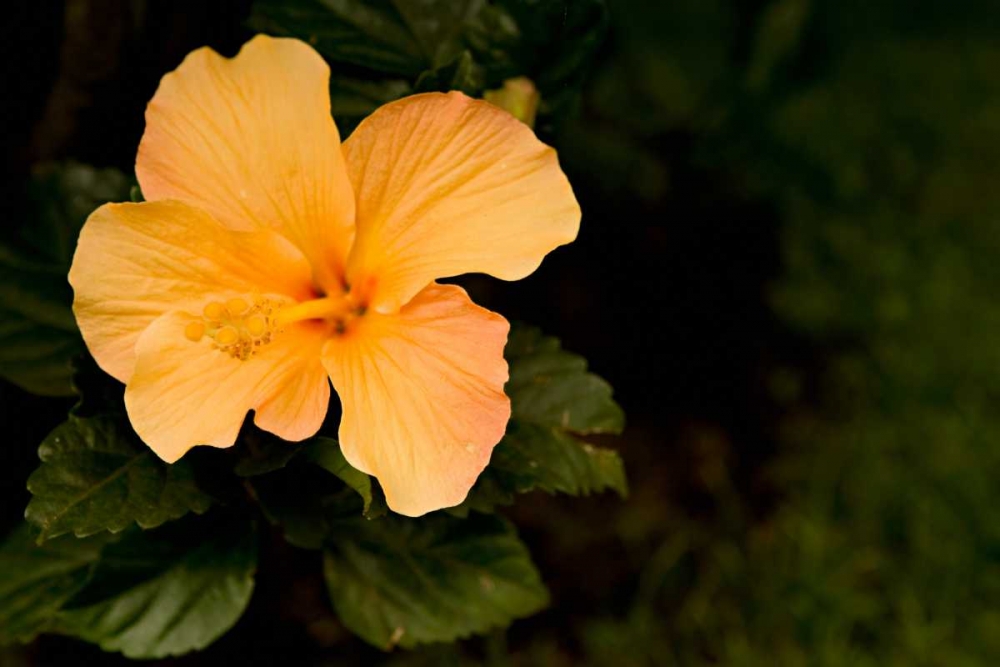 Wall Art Painting id:2436, Name: Hybiscus on Black, Artist: Millet, Karyn