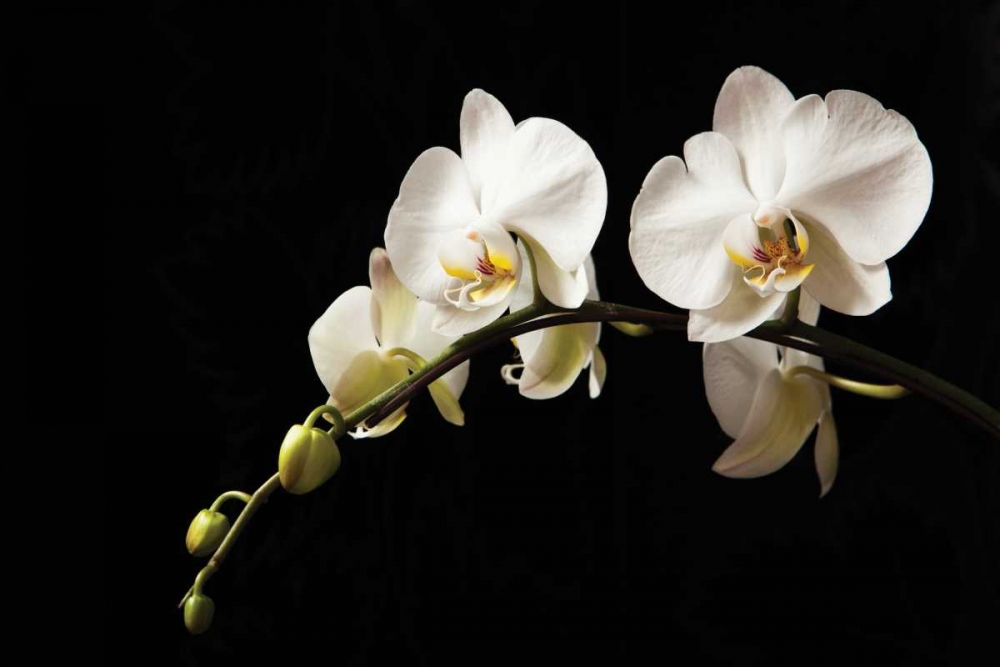 Wall Art Painting id:2437, Name: Orchid on Black, Artist: Millet, Karyn