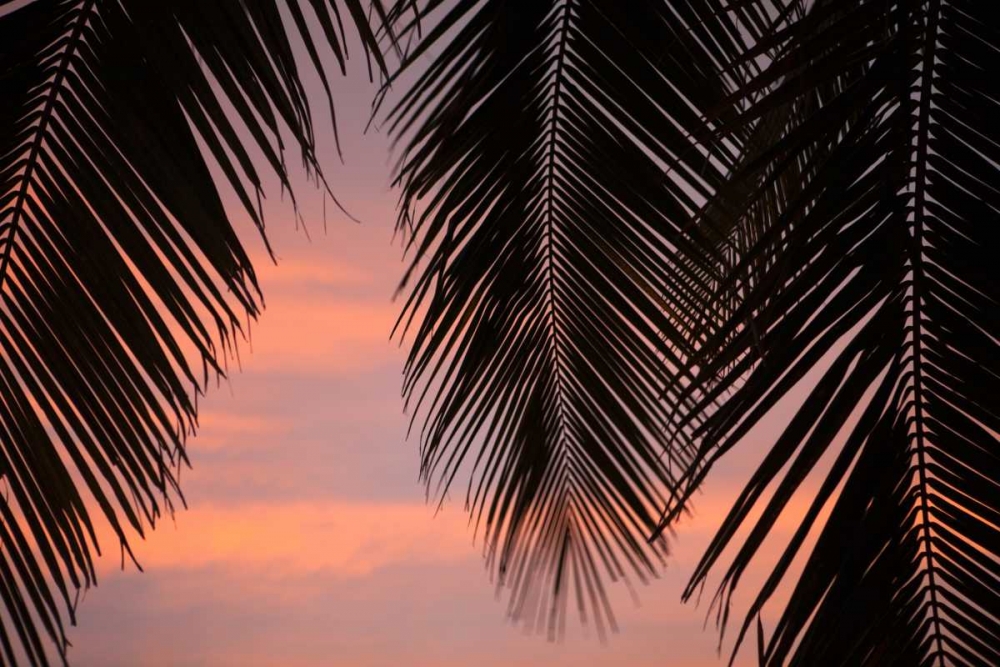 Art Print: Palms at Sunset