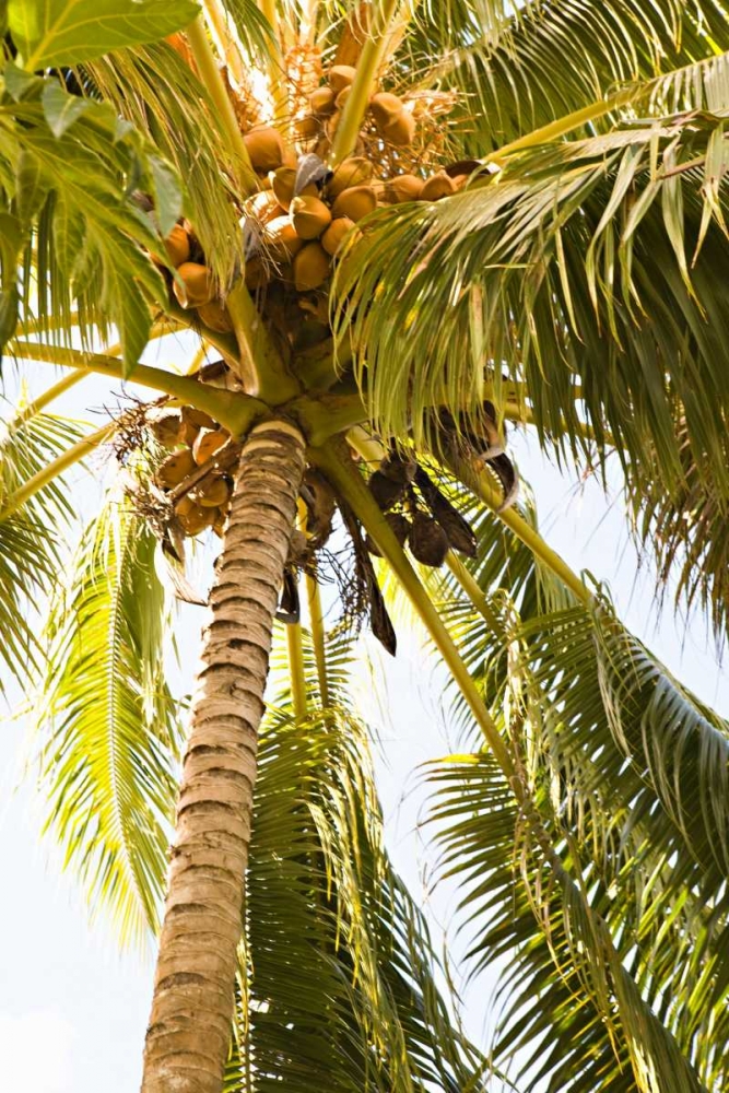 Art Print: Beach Palm I