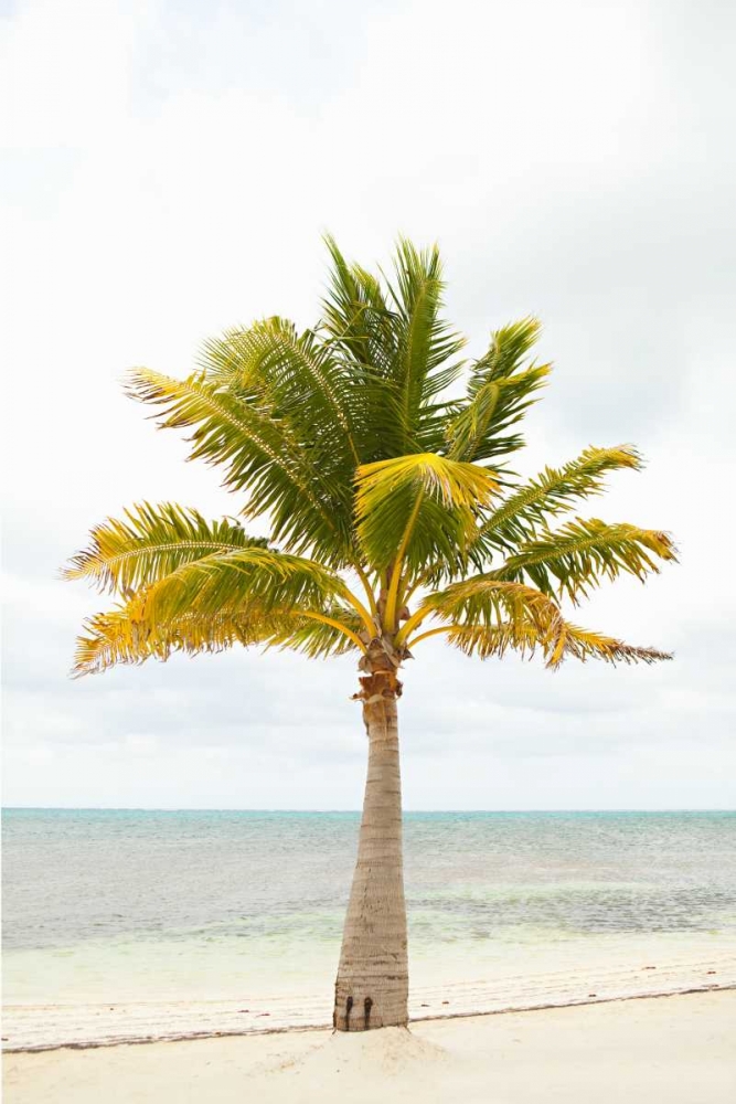 Art Print: Beach Palm II