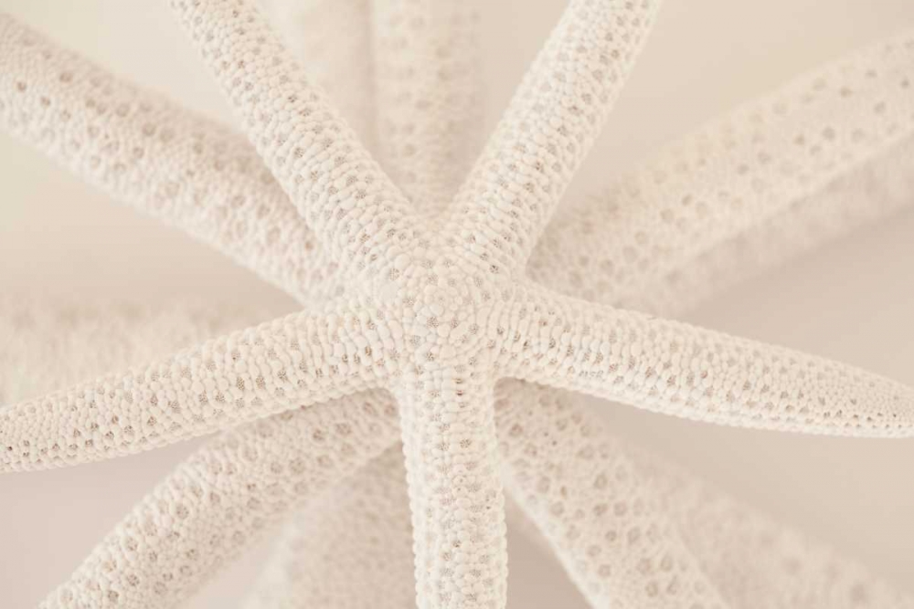 Art Print: Ocean Treasures VII