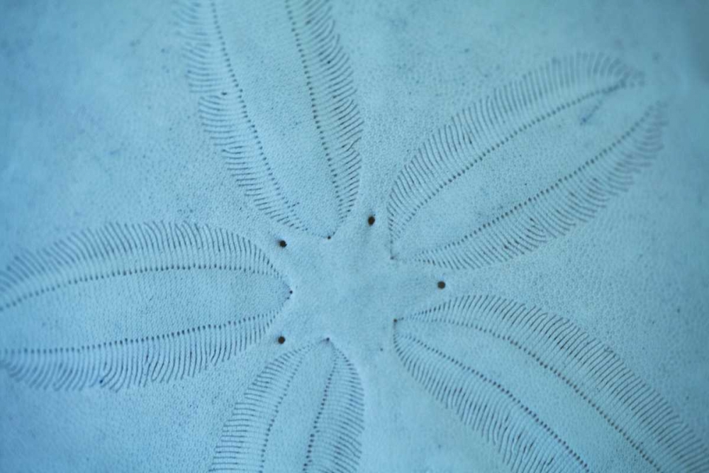 Art Print: Sand Dollar I