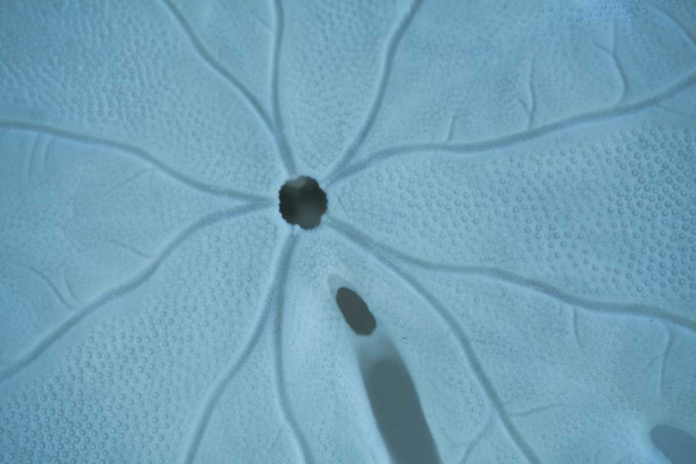 Art Print: Sand Dollar II