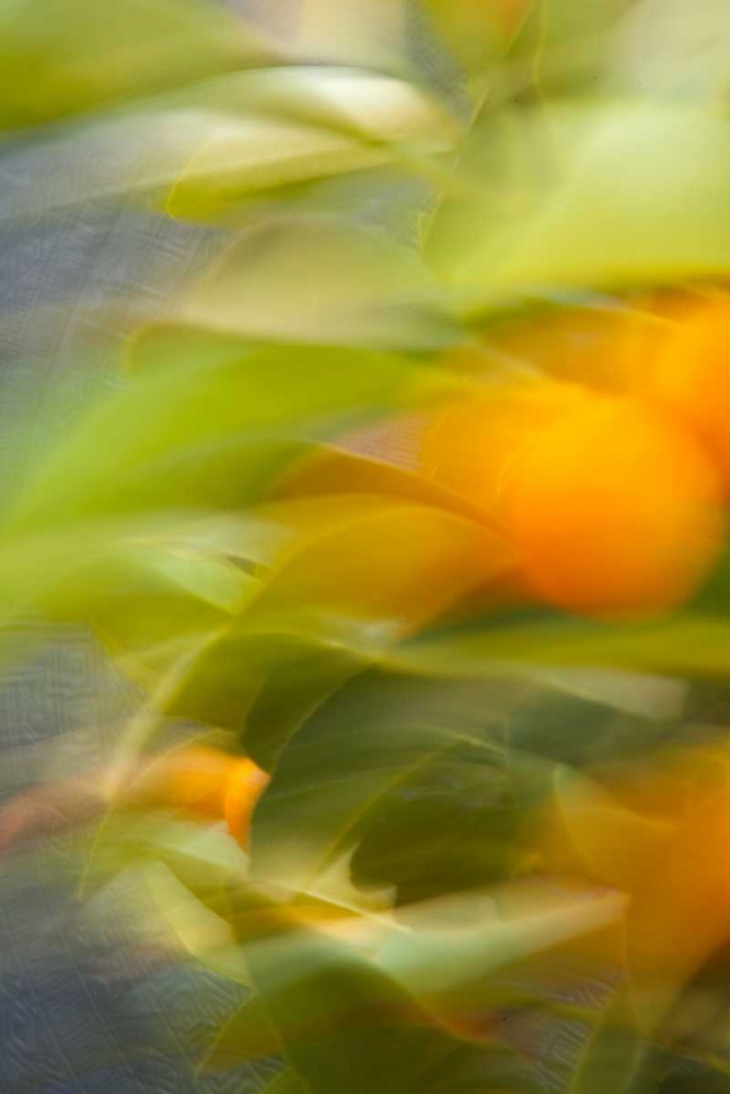 Art Print: Abstract Vision II