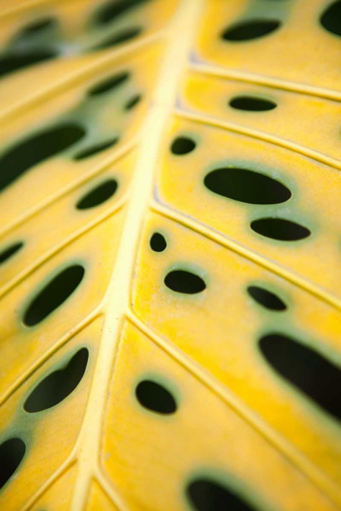 Art Print: Tropical Leaves III