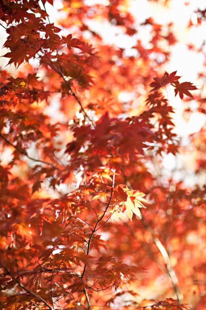 Similar wall art painting: 9723