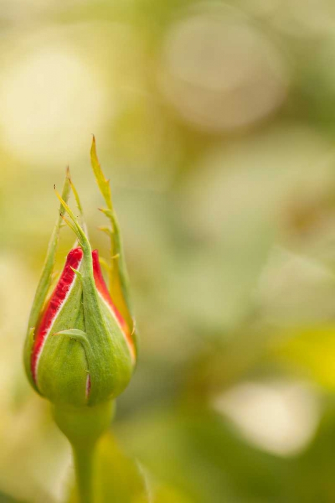 Wall Art Painting id:9728, Name: Serene Rose II, Artist: Millet, Karyn