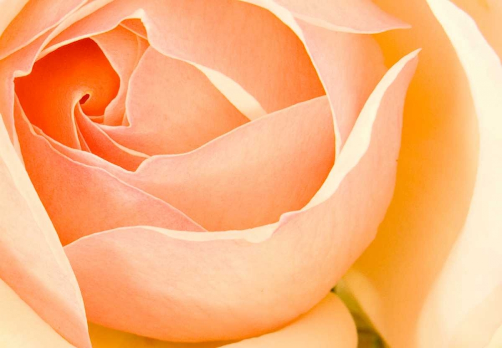 Art Print: In Full Bloom I