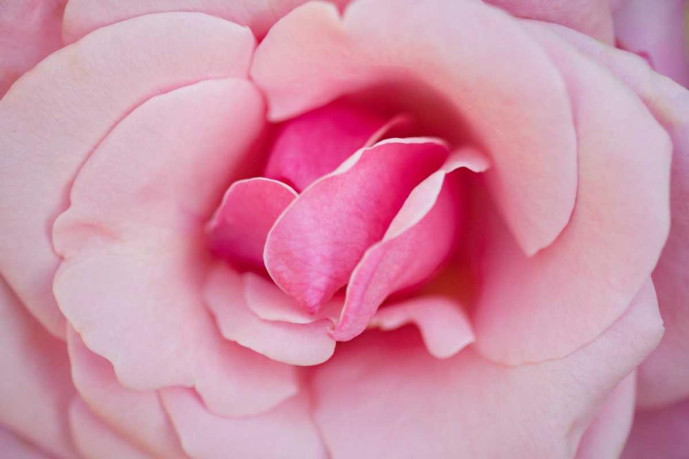 Wall Art Painting id:9730, Name: In Full Bloom II, Artist: Millet, Karyn