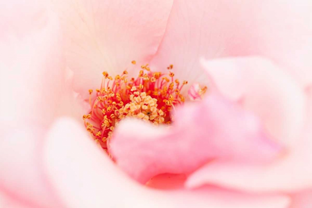 Wall Art Painting id:9731, Name: In Full Bloom III, Artist: Millet, Karyn