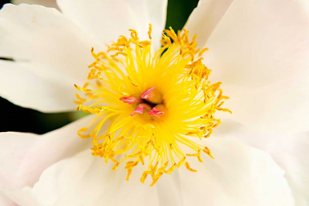 Wall Art Painting id:9732, Name: In Full Bloom IV, Artist: Millet, Karyn