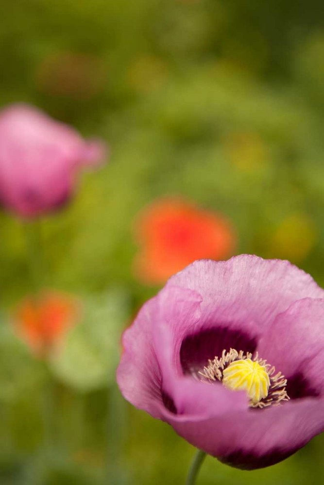 Wall Art Painting id:9736, Name: Purple Poppy II, Artist: Millet, Karyn