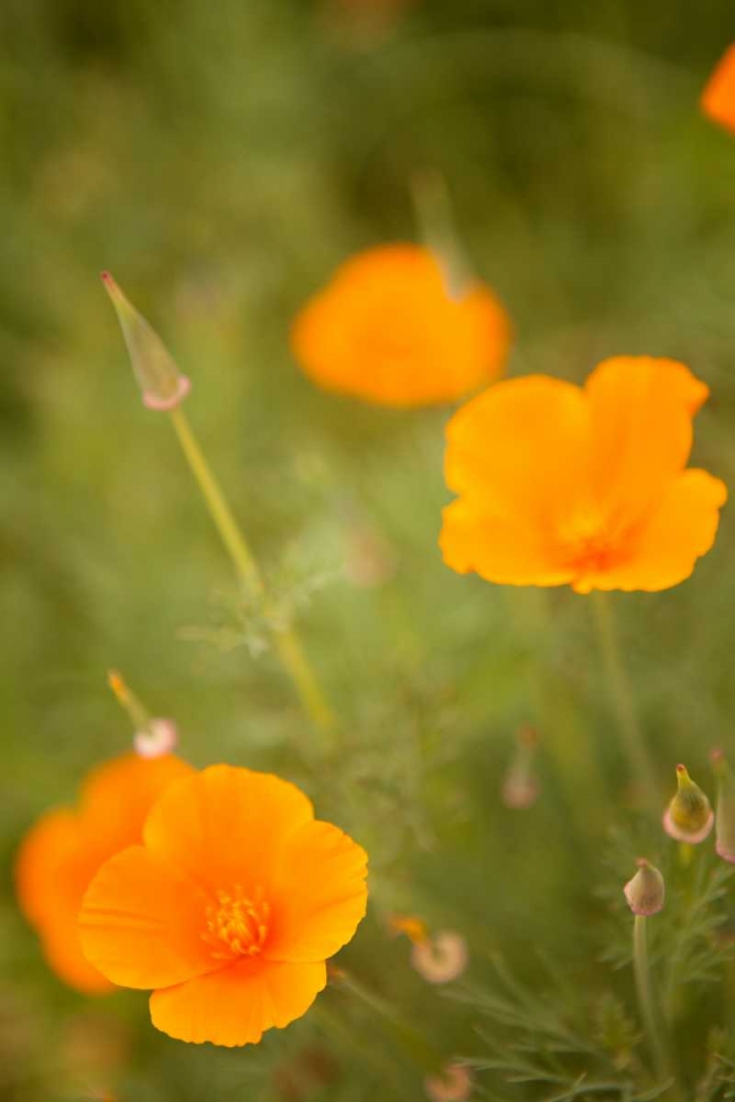 Wall Art Painting id:9738, Name: California Poppies II, Artist: Millet, Karyn