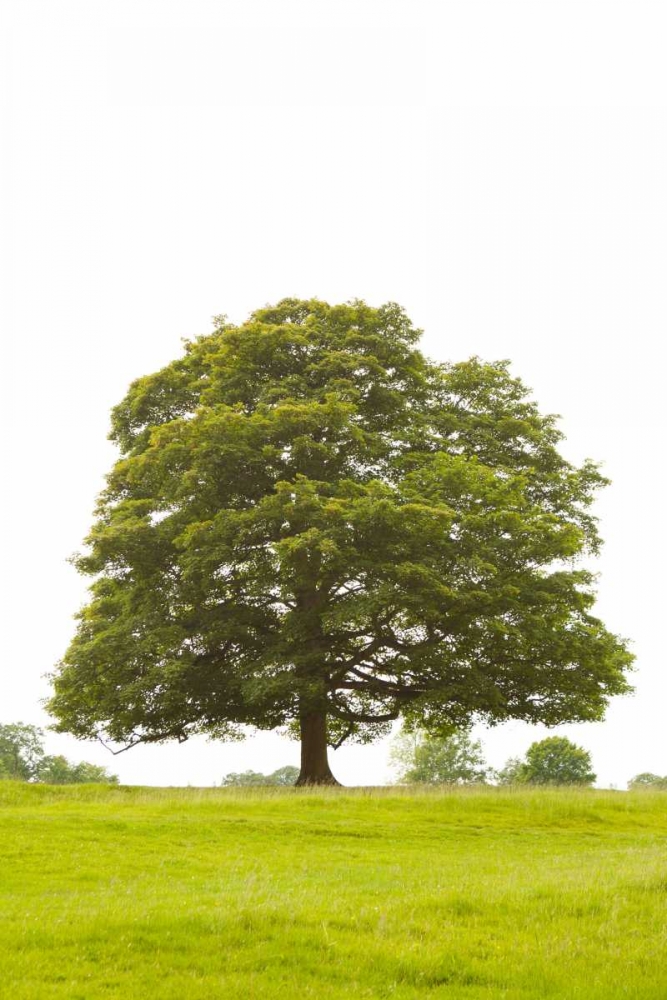 Similar wall art painting: 9769