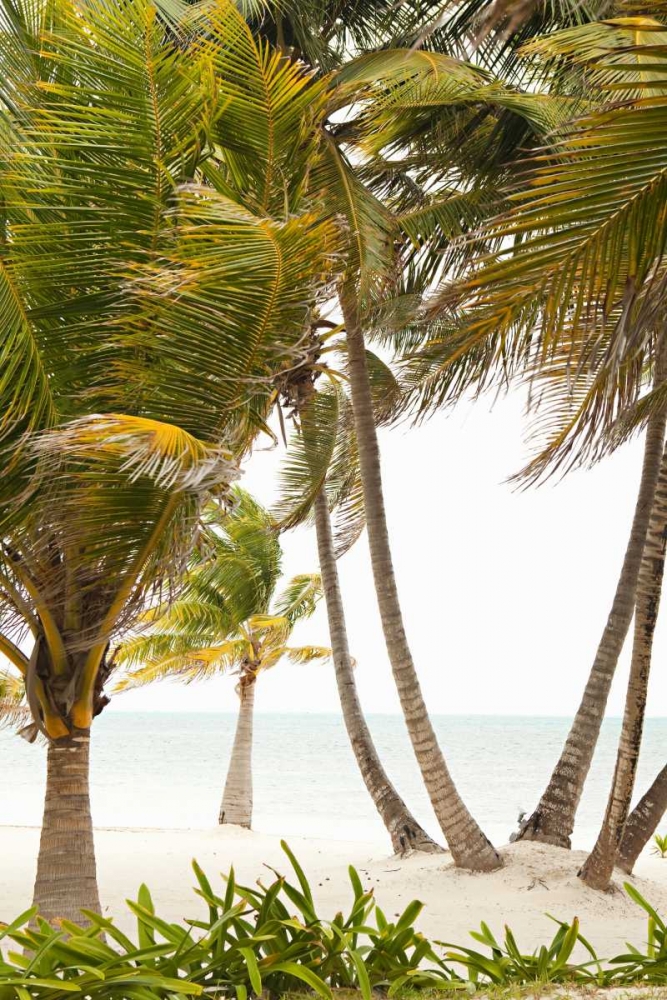 Art Print: Tropical Oasis II