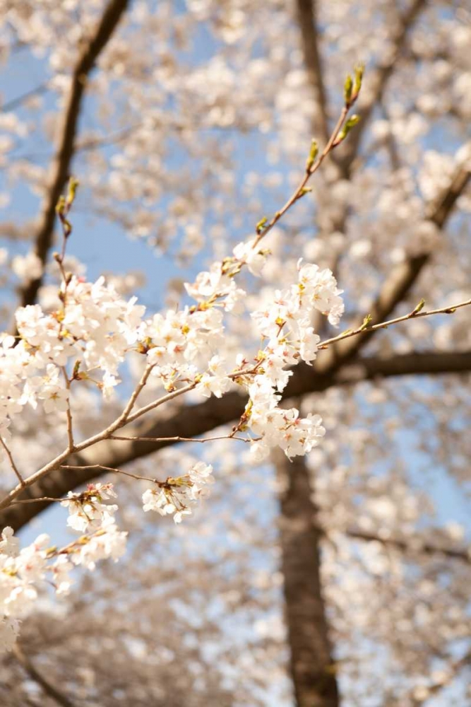 Wall art: In Bloom I, by Millet, Karyn