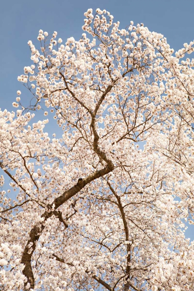 Wall Art Painting id:20199, Name: In Bloom II, Artist: Millet, Karyn