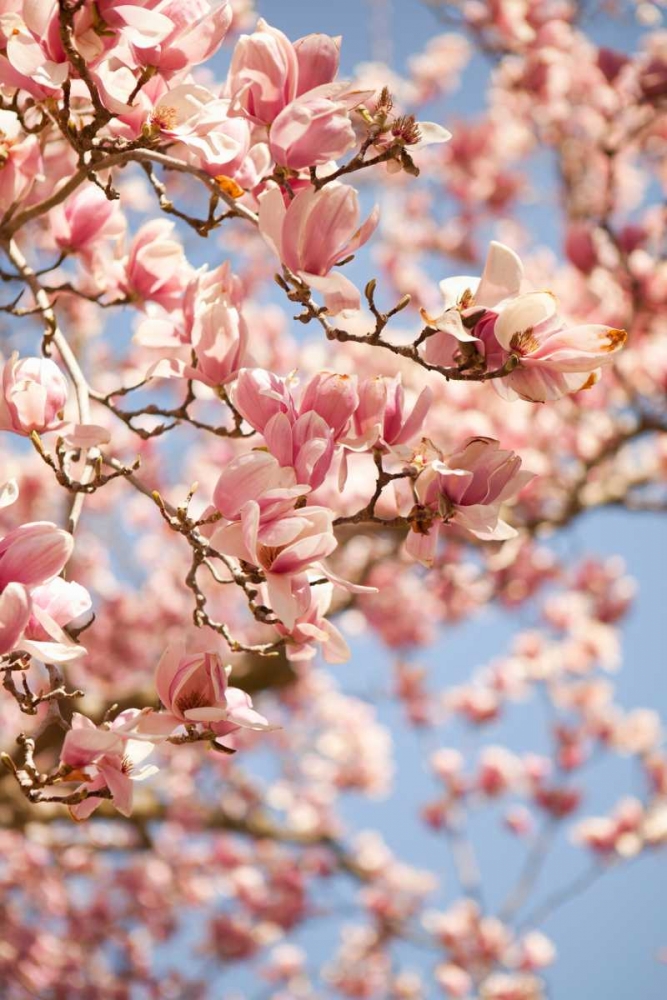 Wall Art Painting id:20200, Name: In Bloom III, Artist: Millet, Karyn