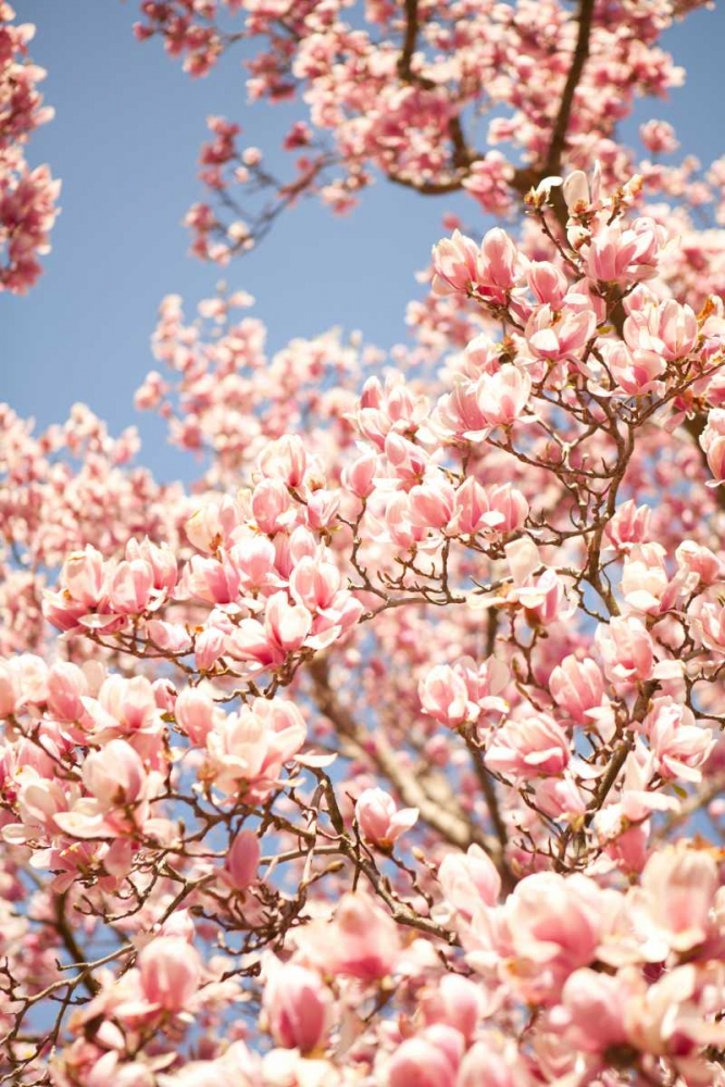 Wall Art Painting id:20201, Name: In Bloom IV, Artist: Millet, Karyn