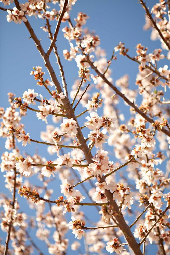 Wall art: In Bloom VII, by Millet, Karyn