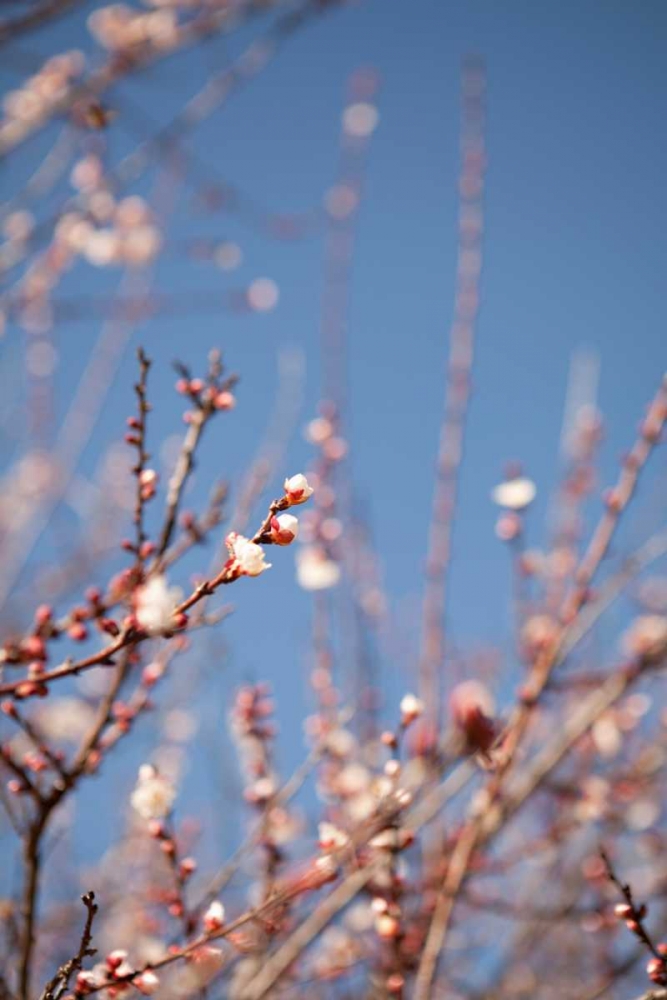 Wall Art Painting id:20206, Name: In Bloom IX, Artist: Millet, Karyn